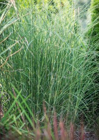 MISCANTHUS sinensis Gracillimus Nana
